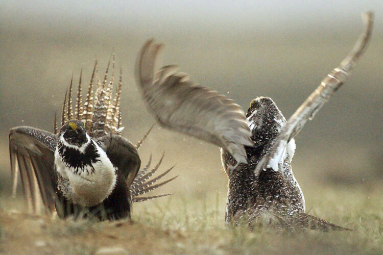 U.S. to tighten restrictions on energy development to protect struggling sage grouse